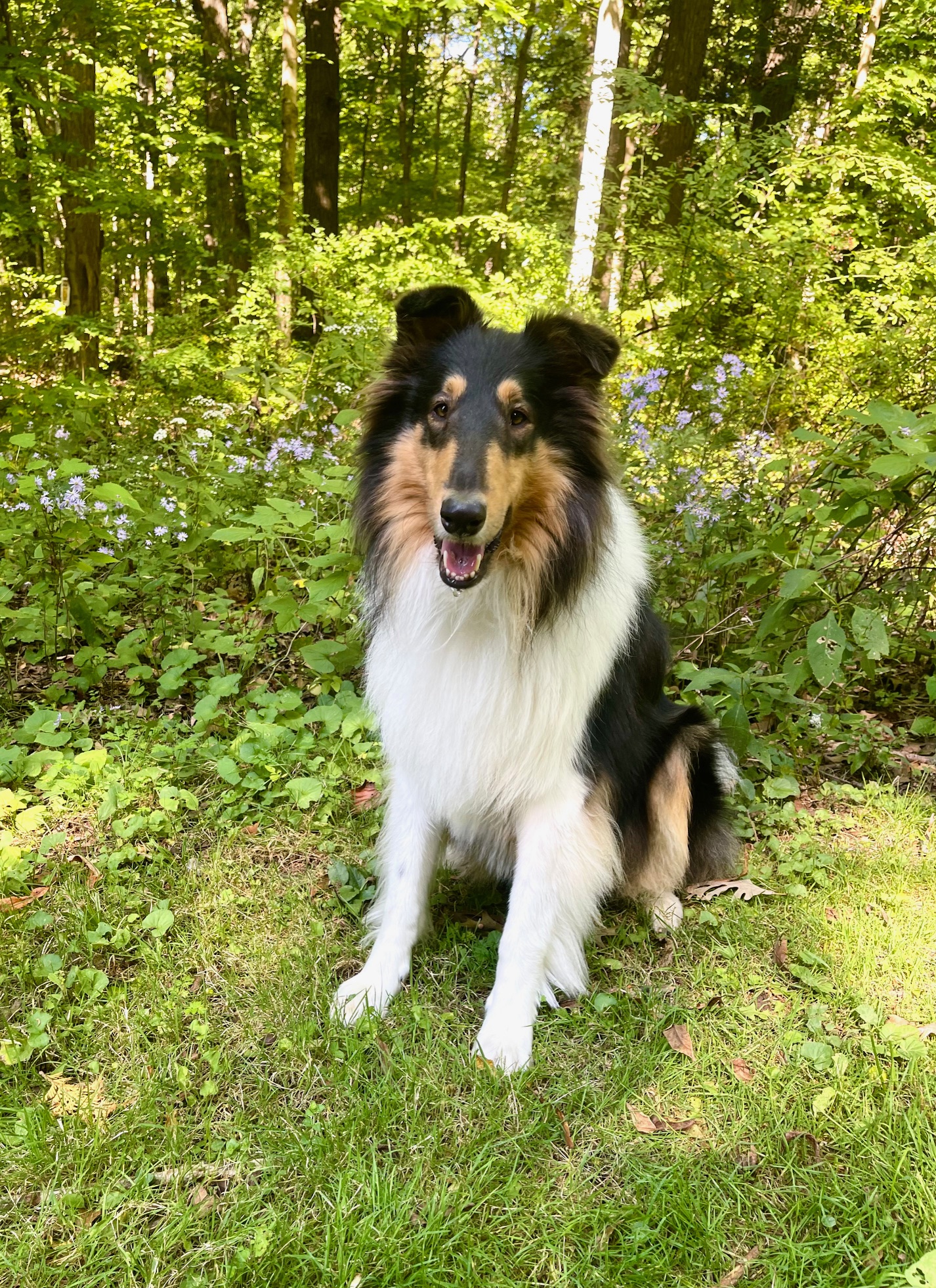 Buddy the Birthday Boy