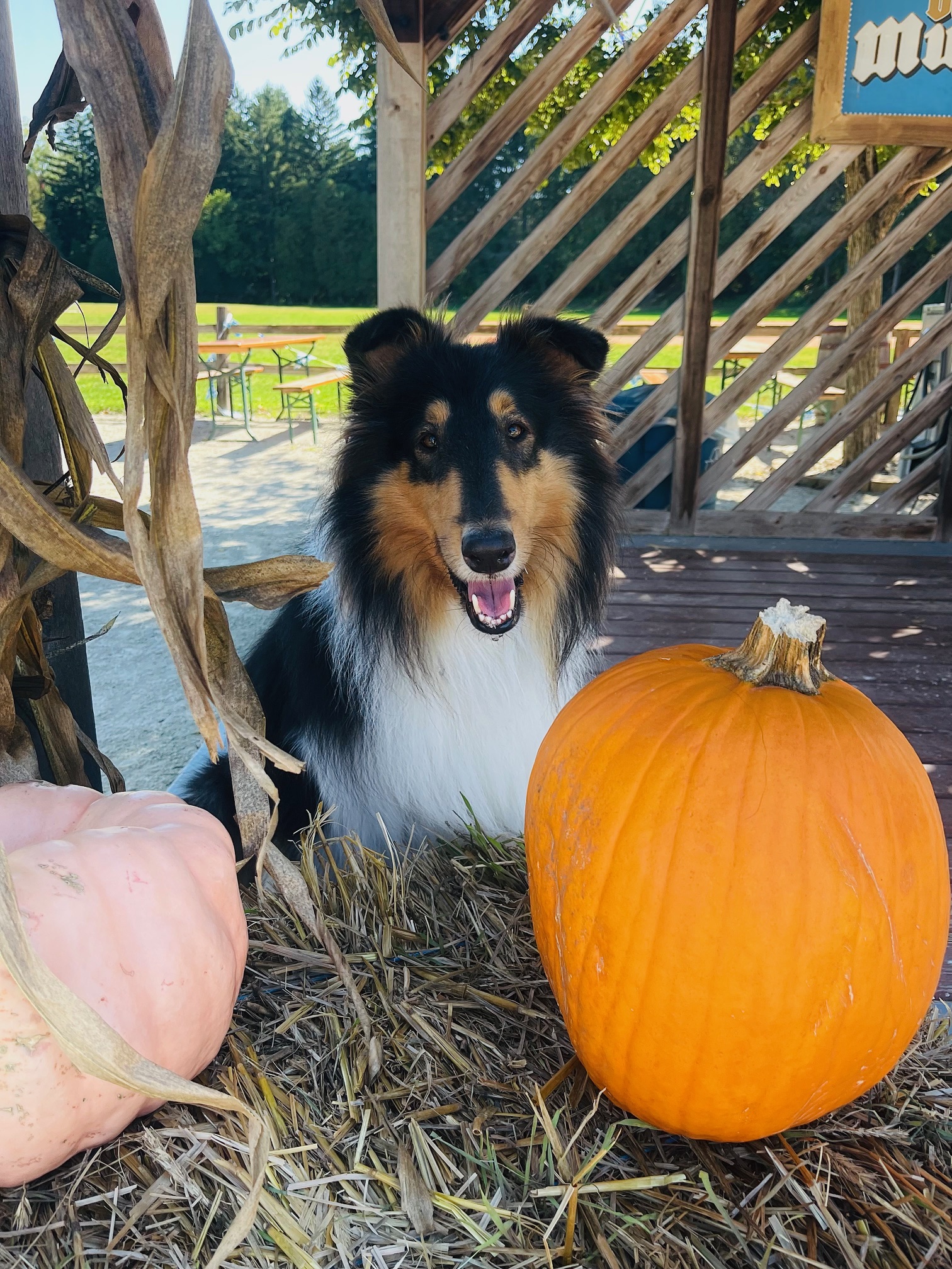 Buddy with pumpkins
