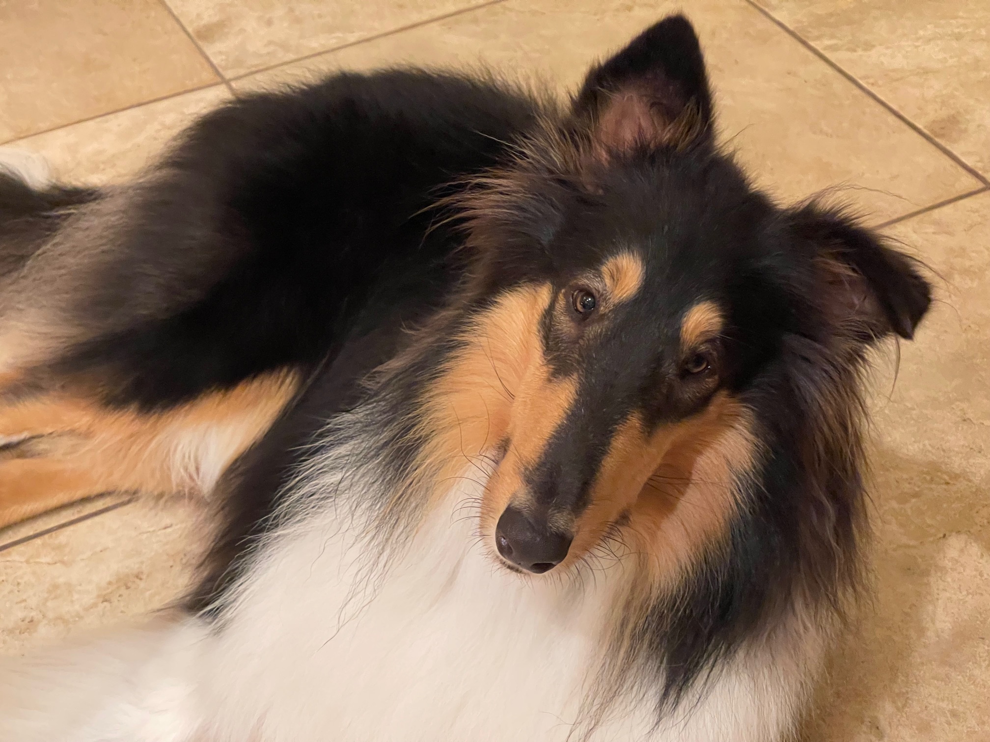 Buddy relaxing at home