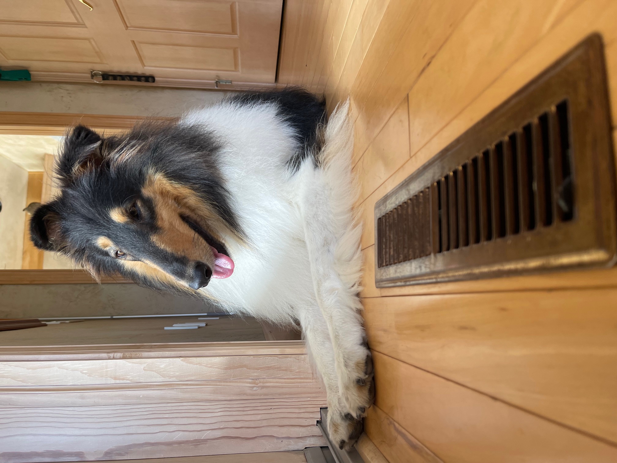 Buddy napping by the vent