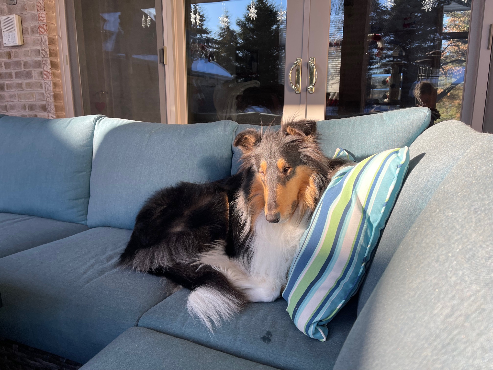 Buddy lounging on the couch