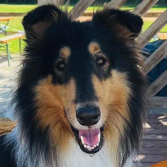 Buddy