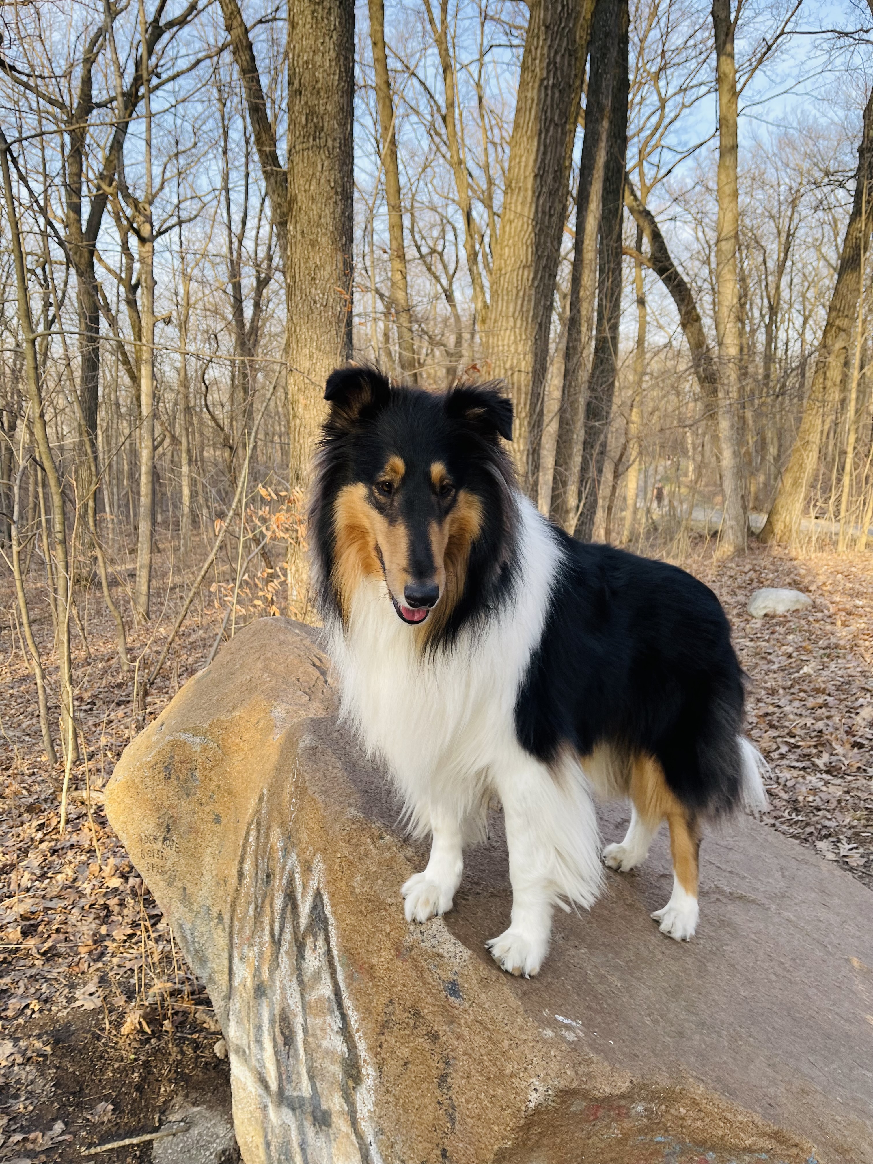 Buddy standing on a rock in the woods