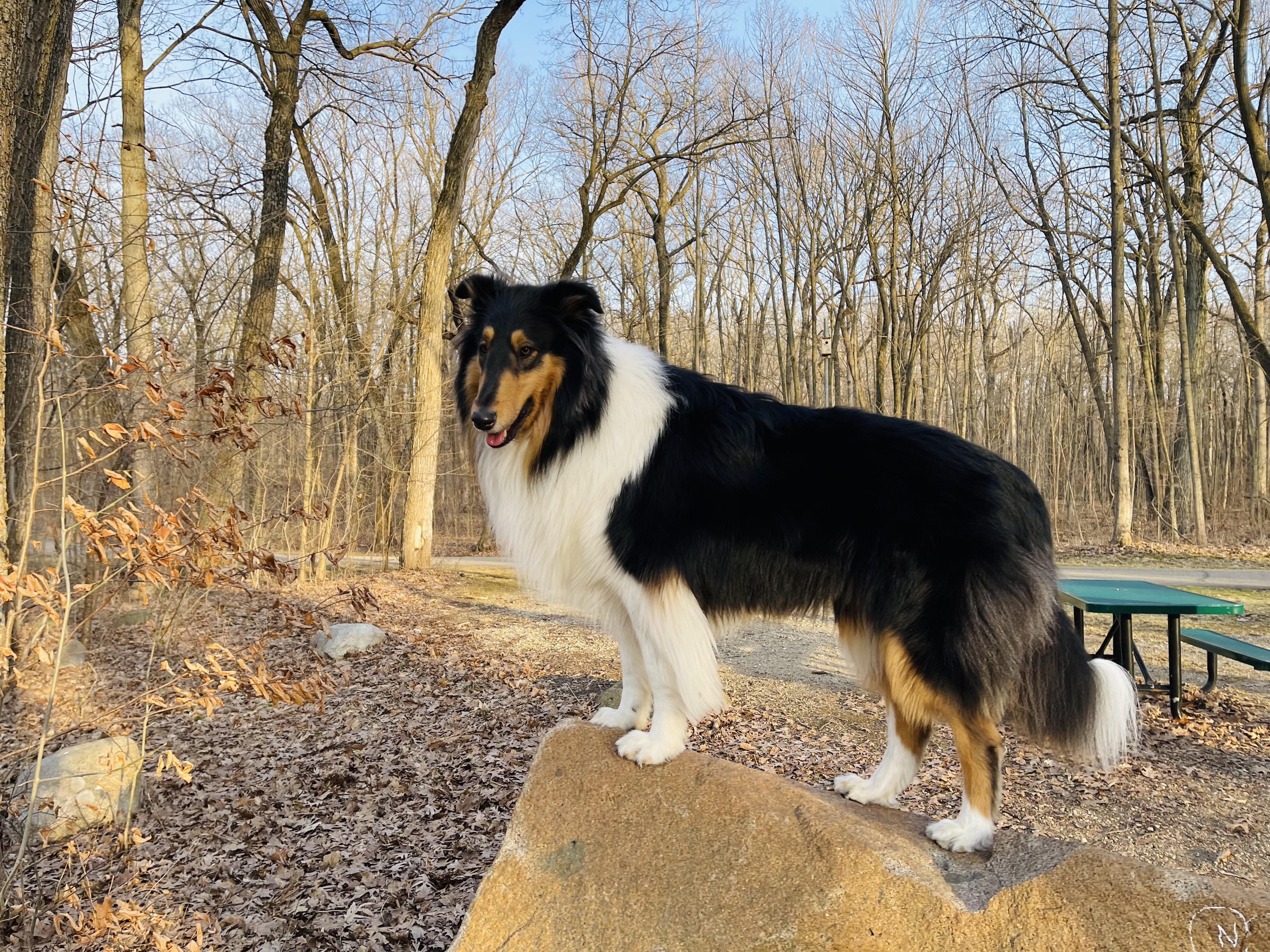 Buddy surveying the forest