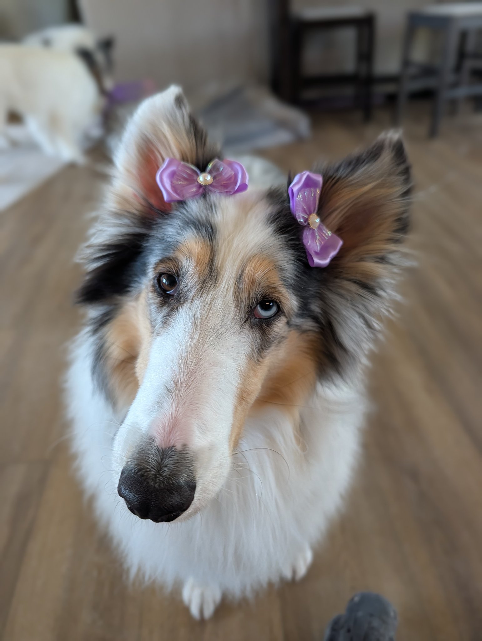 Evie 